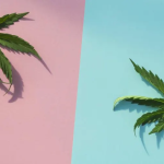 THC-O: A Revolutionary Approach to Cannabis Consumption