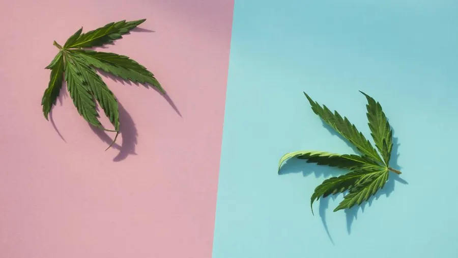 THC-O: A Revolutionary Approach to Cannabis Consumption
