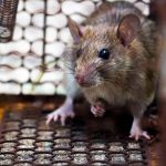 Expert Strategies for Rat Pest Control