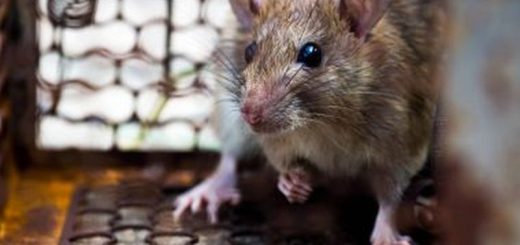 Expert Strategies for Rat Pest Control