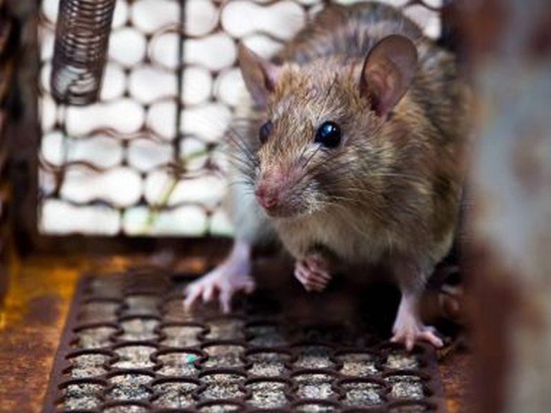 Expert Strategies for Rat Pest Control