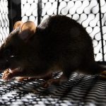 Sydney's Leading Rodent Control Services