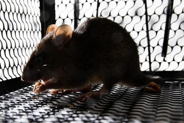 Sydney's Leading Rodent Control Services