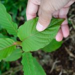 Top-Ranked Kratom Suppliers for Your Needs
