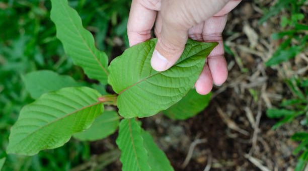 Top-Ranked Kratom Suppliers for Your Needs