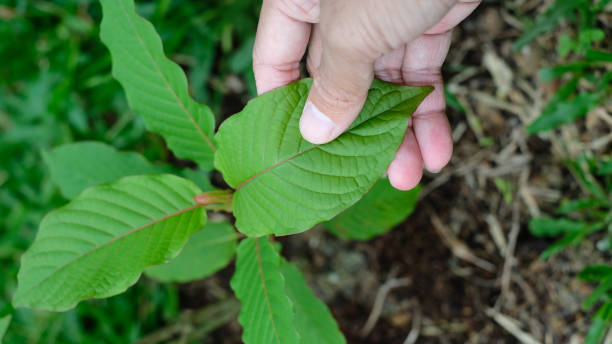 Top-Ranked Kratom Suppliers for Your Needs