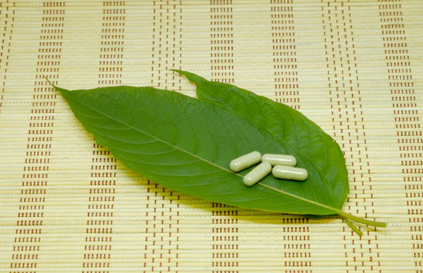 Premium Kratom Brands Discover the Best Options for Every Need