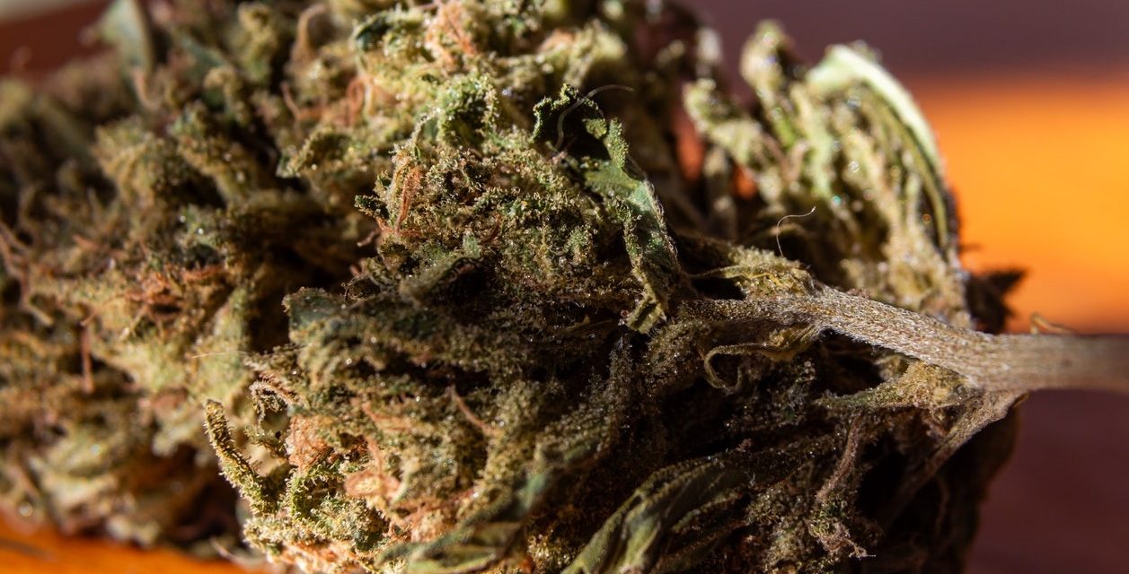 Compare the best thca flower brands for Flavor, Aroma, and Potency