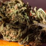 Compare the best thca flower brands for Flavor, Aroma, and Potency