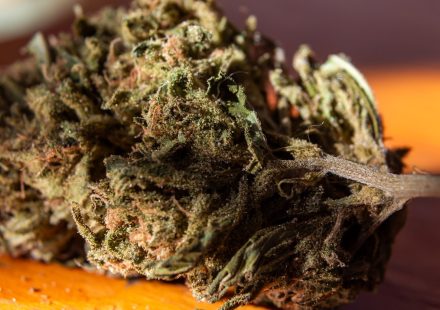Compare the best thca flower brands for Flavor, Aroma, and Potency