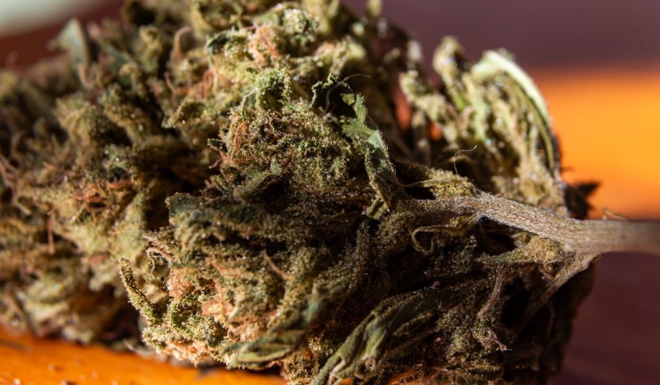 Compare the best thca flower brands for Flavor, Aroma, and Potency